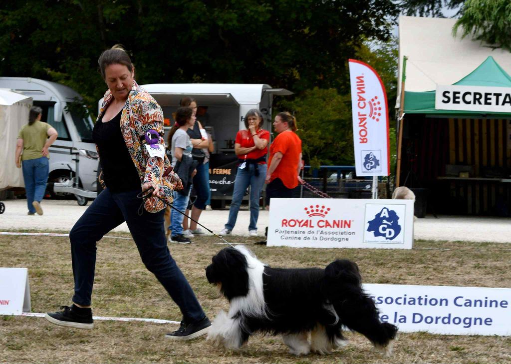 CH. waterley Viceroy