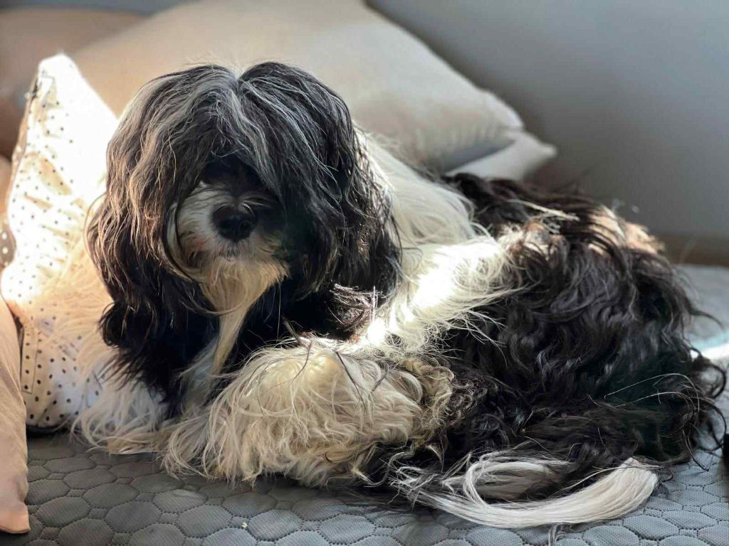 CH. waterley Viceroy