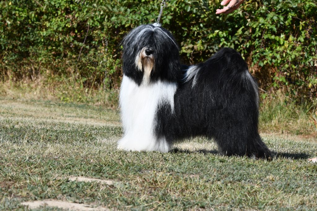 CH. waterley Viceroy