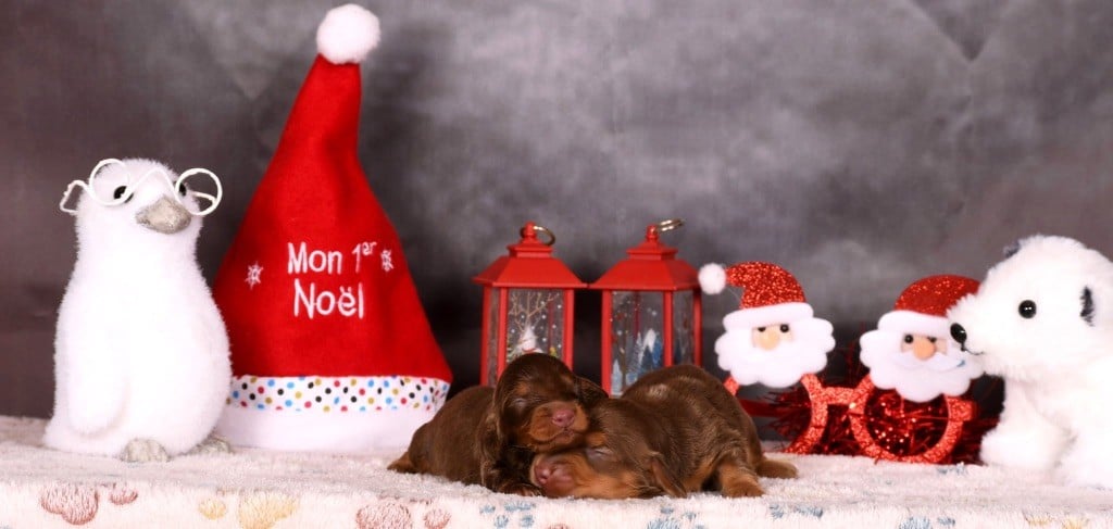 Teckel poil long - Original Serie