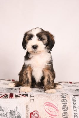 Brimstone - Terrier Tibetain
