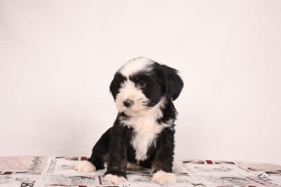 Bhodi - Terrier Tibetain