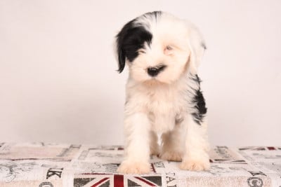 Bliss of Glory - Terrier Tibetain