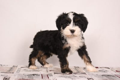 Terrier Tibetain