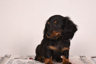 Les chiots de Teckel poil long