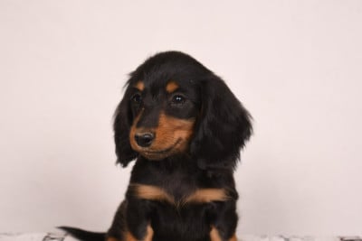 Les chiots de Teckel poil long
