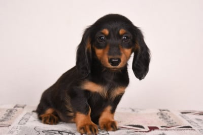 Les chiots de Teckel poil long