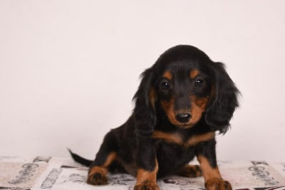 Les chiots de Teckel poil long