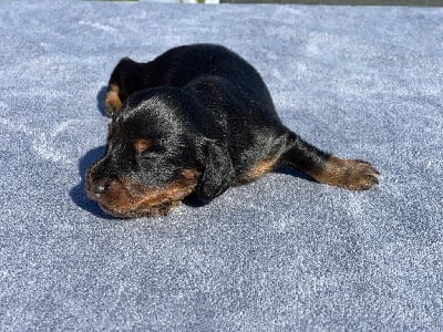 Les chiots de Teckel poil long