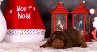 Les chiots de Teckel poil long