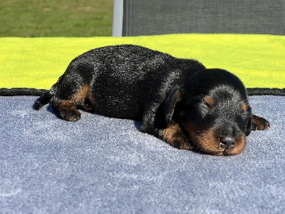 Les chiots de Teckel poil long