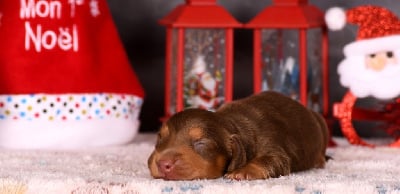 Les chiots de Teckel poil long