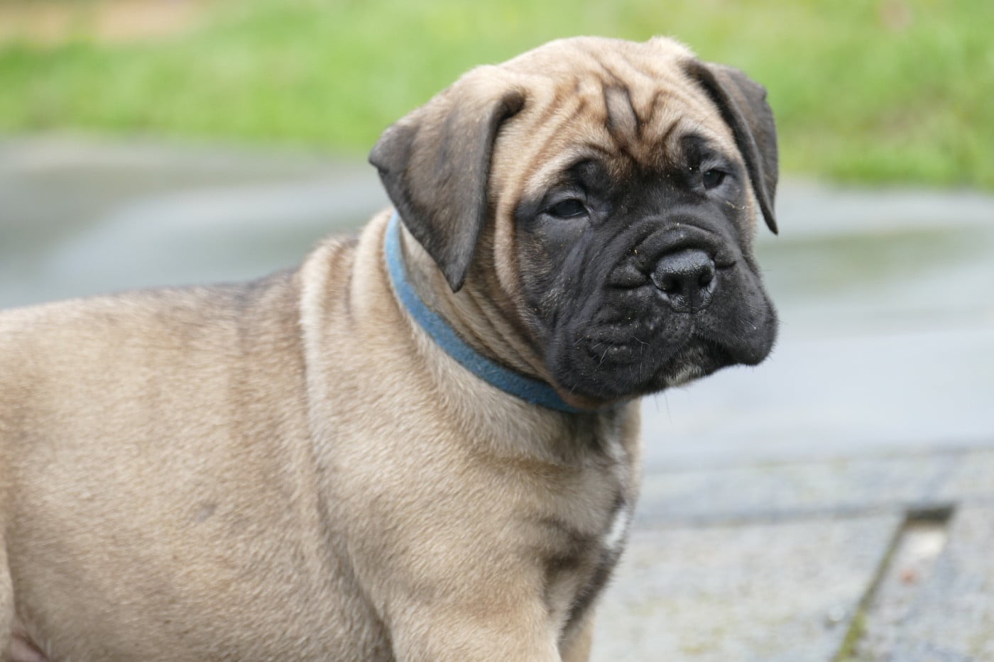 Chiot N°5 bleu foncé - Bullmastiff