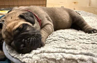 Les chiots de Bullmastiff