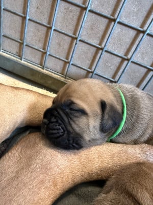 Les chiots de Bullmastiff