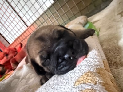 Les chiots de Bullmastiff