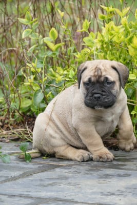 Les chiots de Bullmastiff