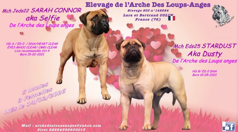 Bullmastiff - De L'Arche Des Loups Anges