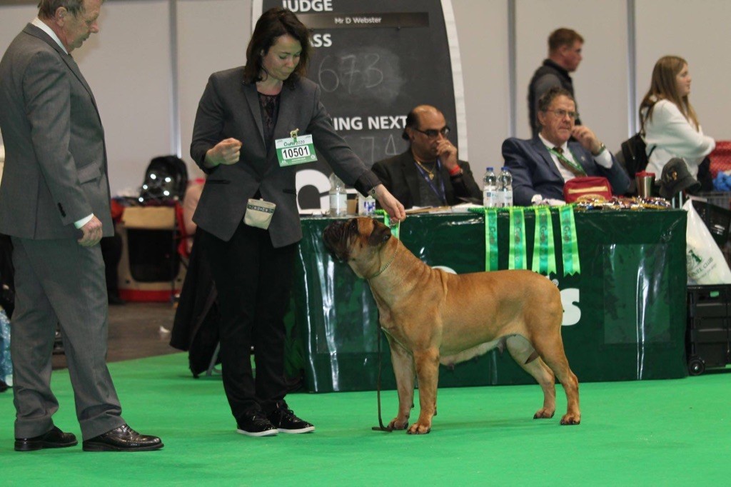 CH. i bulli di pianura Hotter than july - Veteran 2 eme place