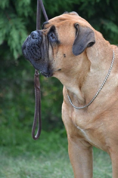 CH. i bulli di pianura Hotter than july - 1ere EXC CACS Meilleur de Race