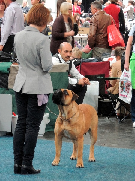 CH. i bulli di pianura Hotter than july - 3ème TB