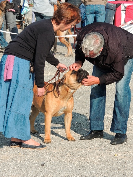 CH. i bulli di pianura Hotter than july - 1exc, CACIB CACS Meilleure Femelle