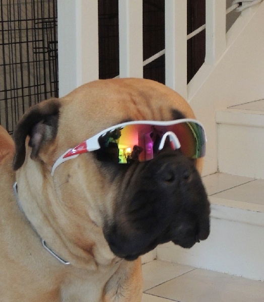 CH. i bulli di pianura Hotter than july - 2ème Excellent