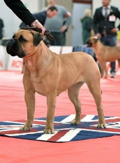 CH. i bulli di pianura Hotter than july - 3ème Excellent