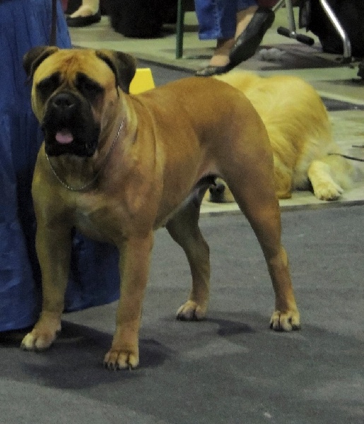 CH. i bulli di pianura Hotter than july - 3ème Excellent