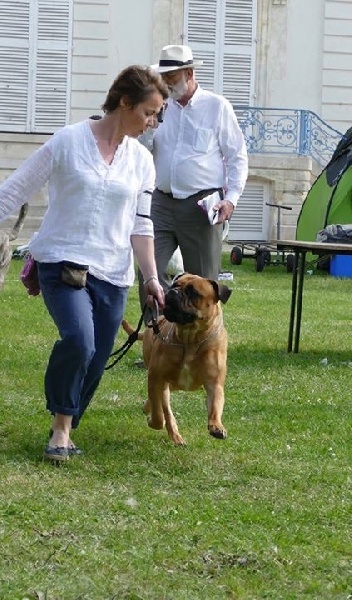 CH. i bulli di pianura Hotter than july - 1 ère exc- BOB- BOG