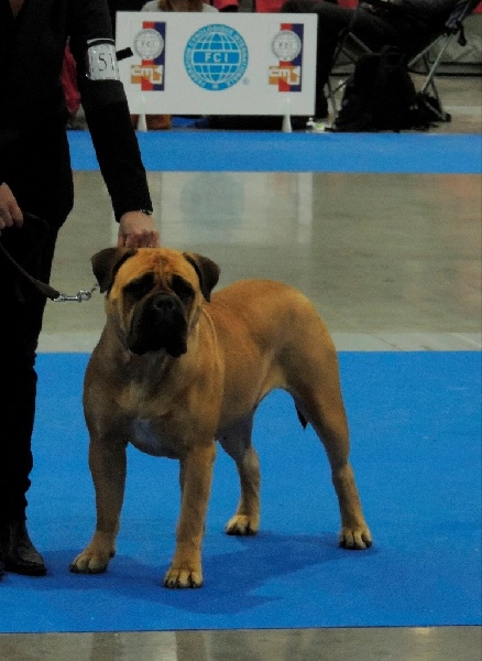 CH. i bulli di pianura Hotter than july - 1ere Exc CAC National Winner Tcheque