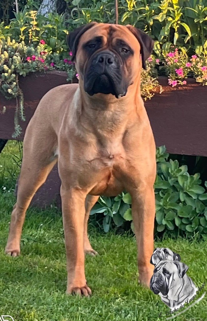 U are the one dit ugg De L'Arche Des Loups Anges - TAN EXCELLENT 29/30