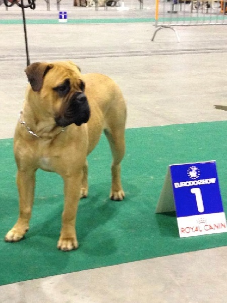 CH. i bulli di pianura Hotter than july - 1er classe Jeune Meilleur JEUNE