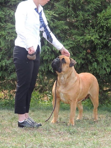 CH. i bulli di pianura Hotter than july - 4eme EXC - sélectionnée