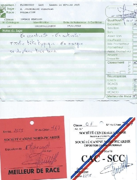 CH. i bulli di pianura Hotter than july - CACS Meilleur de Race