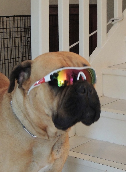 CH. i bulli di pianura Hotter than july - 1er Exc Meilleur Jeune