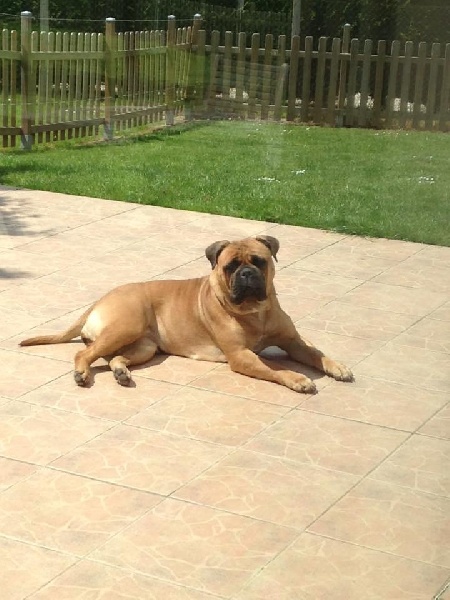 CH. i bulli di pianura Hotter than july - 1 ere EXC CACS BOS