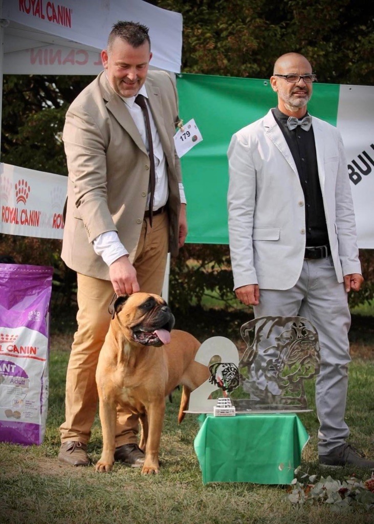 CH. i bulli di pianura Hotter than july - Classe veteran 2 eme exc