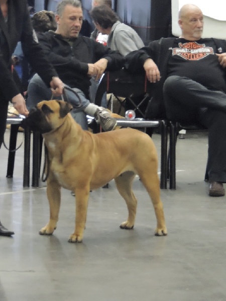 CH. i bulli di pianura Hotter than july - CAC CACIB BOS Qualifiée à la CRUFT