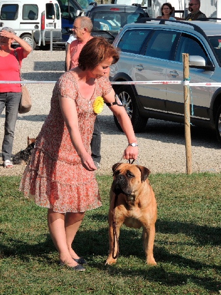 CH. i bulli di pianura Hotter than july - 2eme EXC Sélectionnée