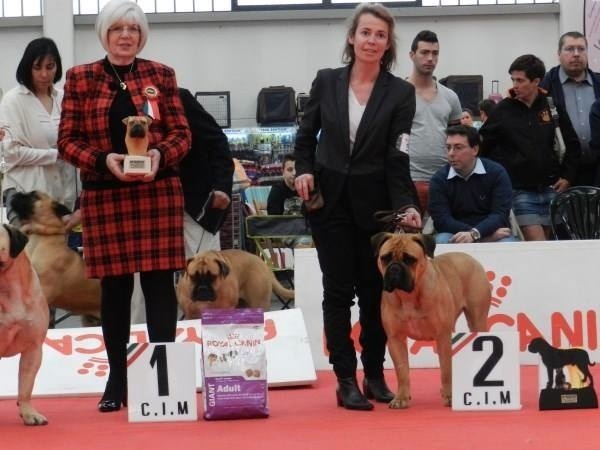 CH. i bulli di pianura Hotter than july - 2ème EXC