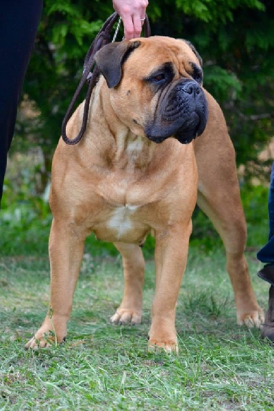 CH. i bulli di pianura Hotter than july - 1ere EXC RCACS