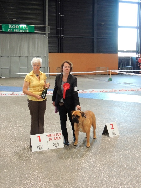 CH. i bulli di pianura Hotter than july - 1ere EXC CACS MEILLEUR DE RACE sélectionnée BIS