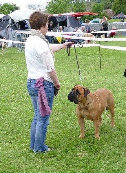 CH. i bulli di pianura Hotter than july - 1ère EXC CACS BOB sélectionnée sur le ring d'honneur