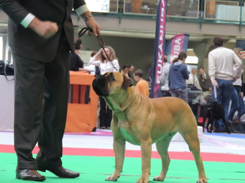 CH. i bulli di pianura Hotter than july - 3eme EXC