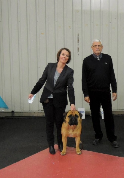 CH. i bulli di pianura Hotter than july - CACIB CACS BOB