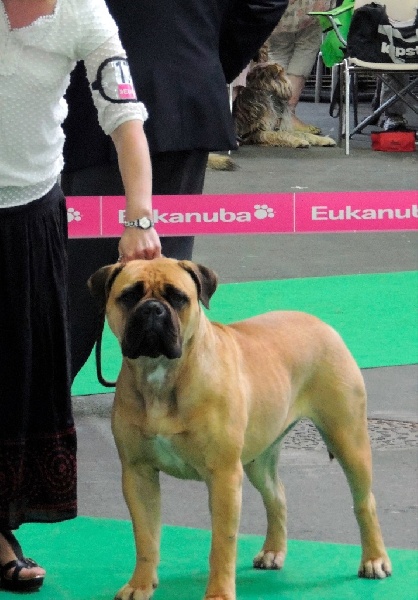 CH. i bulli di pianura Hotter than july - 1ere Excellent