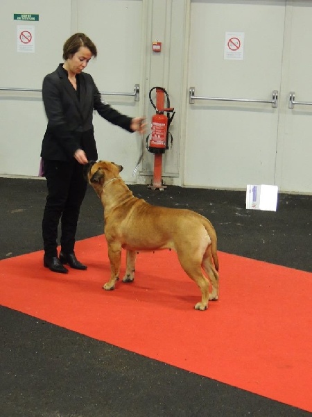 CH. i bulli di pianura Hotter than july - 1ere EXC CAC RCACIB