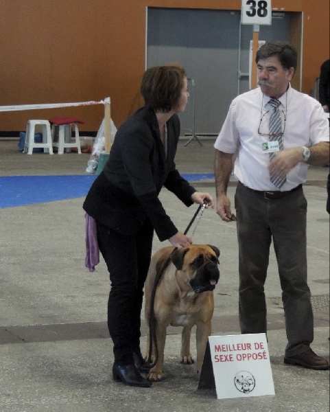 CH. i bulli di pianura Hotter than july - 1ere EXC CACS CACIB BOS