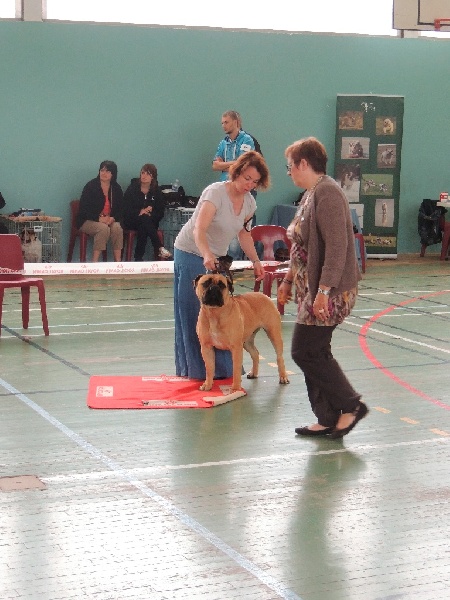 CH. i bulli di pianura Hotter than july - Exc